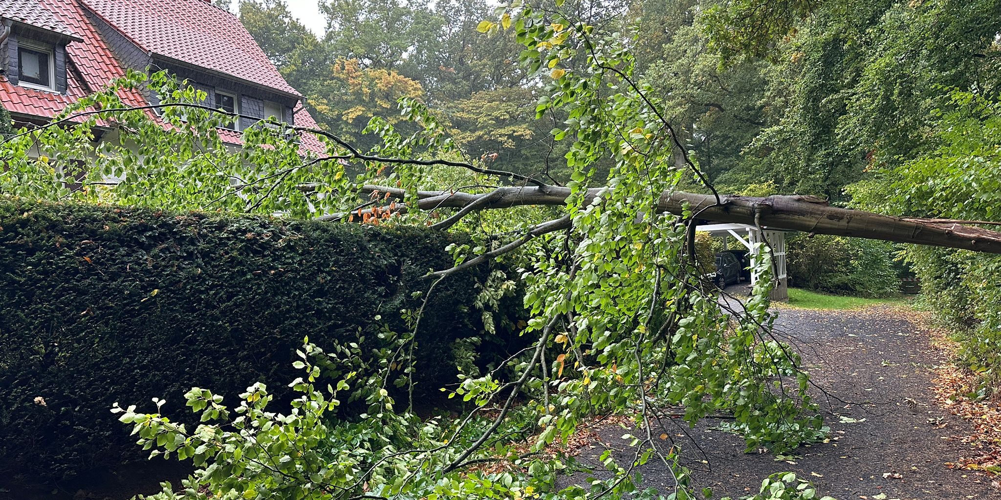 2025-10-04_Baum auf Straße