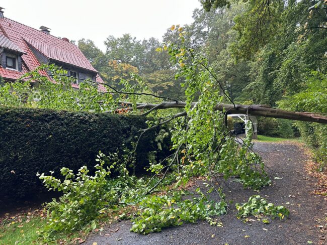 2025-10-04_Baum auf Straße